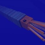 baculites-1