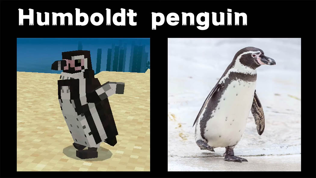 Aviancraft: Penguins