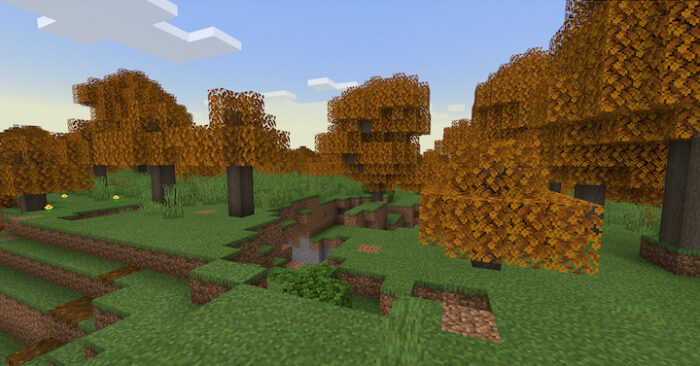 Beech forest biome