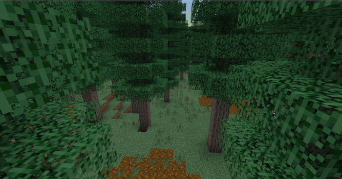Better Adventures Fir forest