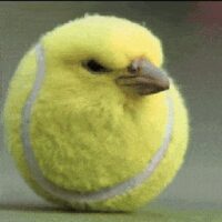 tennis-tennis-ball