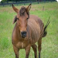 API_Zorse-1