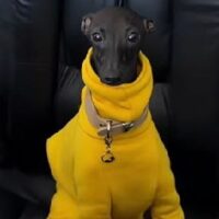 1781469191981
